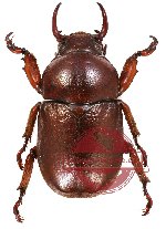 Didrepanephorus lao