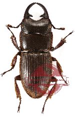 Aegus lunatus