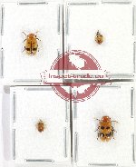 Scientific lot no. 540 Chrysomelidae (Cryptocephalini) (4 pcs)