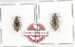 Scientific lot no. 469 Tenebrionidae (2 pcs)