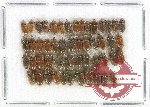 Heteroceridae Scientific lot no. 18 (52 pcs)