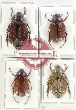 Scientific lot no. 196 Melolonthinae (4 pcs)