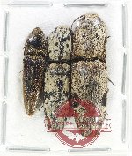 Scientific lot no. 202 Elateridae (3 pcs)