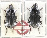 Scientific lot no. 793 Carabidae (2 pcs)