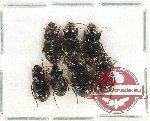 Scientific lot no. 787 Carabidae (7 pcs)