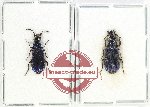 Scientific lot no. 785 Carabidae (2 pcs - 1 pc A2)