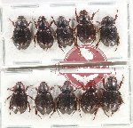 Hybosorinae Scientific lot no. 108 (10 pcs)