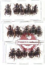 Hybosorinae Scientific lot no. 110 (15 pcs A-, A2)