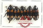 Scientific lot no. 182 Erotylidae (5 pcs A2)