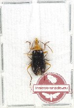 Lagriidae sp. 16 (A2)