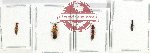 Scientific lot no. 143 Staphylinidae (4 pcs)