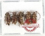 Scientific lot no. 302 Cerambycidae (Lamiinae) (5 pcs A-, A2)