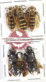 Scientific lot no. 534 Hymenoptera (5 pcs)