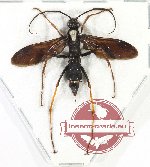 Scientific lot no. 427 Hymenoptera (1 pc)