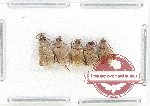 Bruchidae Scientific lot no. 29 (5 pcs)