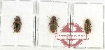 Colydidae Scientific lot no. 23 (3 pcs - 1 pc A2)