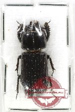 Passalidae sp. 10KZ