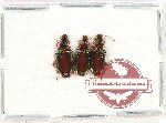 Scientific lot no. 789 Carabidae (3 pcs)