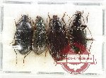 Scientific lot no. 788 Carabidae (4 pcs)