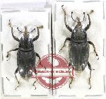 Scientific lot no. 846 Curculionidae (2 pcs)