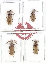 Karumiidae Scientific lot no. 6 (4 pcs A, A-, A2)