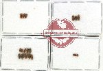 Heteroceridae Scientific lot no. 20 (16 pcs)