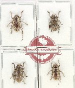 Scientific lot no. 309 Cerambycidae (Lamiinae) (4 pcs A, A2)