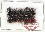 Scientific lot no. 830 Coprophaga (10 pcs)