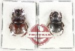 Scientific lot no. 828 Coprophaga (Onthophagus sloanei - 2 pcs)