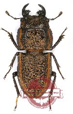 Pycnosiphorus caelatus