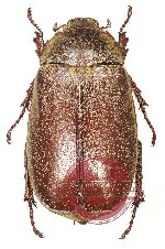 Lepidiota sp. 8