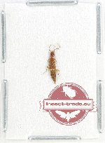 Staphylinidae sp. 16