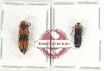 Scientific lot no. 73 Eucnemidae (2 pcs A2)