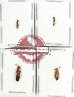 Scientific lot no. 145 Staphylinidae (4 pcs)