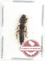 Staphylinidae sp. 12 (A2)