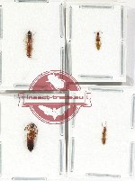 Scientific lot no. 142 Staphylinidae (4 pcs)