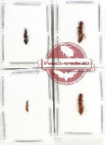 Scientific lot no. 144 Staphylinidae (4 pcs)