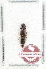 Staphylinidae sp. 13