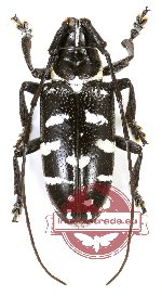 Agnia eximia