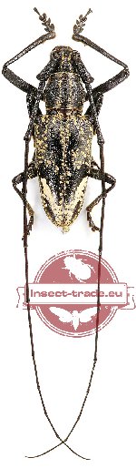 Pelargoderus rubropunctatus