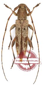 Rondibilis sp. 1 (A-)