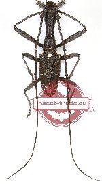 Gnoma sp. 9