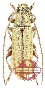 Cerambycidae sp. 106
