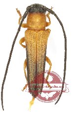 Nupserha sp. 3