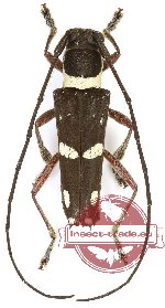 Glenea sp. 51