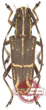 Glenea (Acutoglenea) acuta acuta (A-)