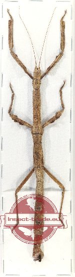 Phasmidae sp. 87 (A-)