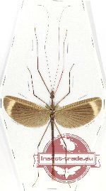 Gargantuoidea sp. 1