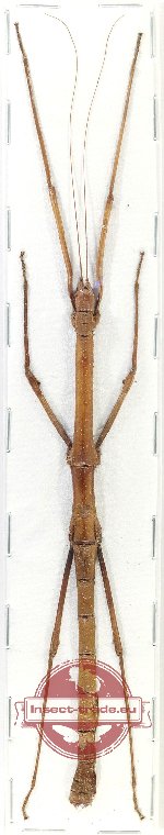 Phasmidae sp. 89