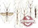 Scientific lot no. 41 Phasmidae (5 pcs)